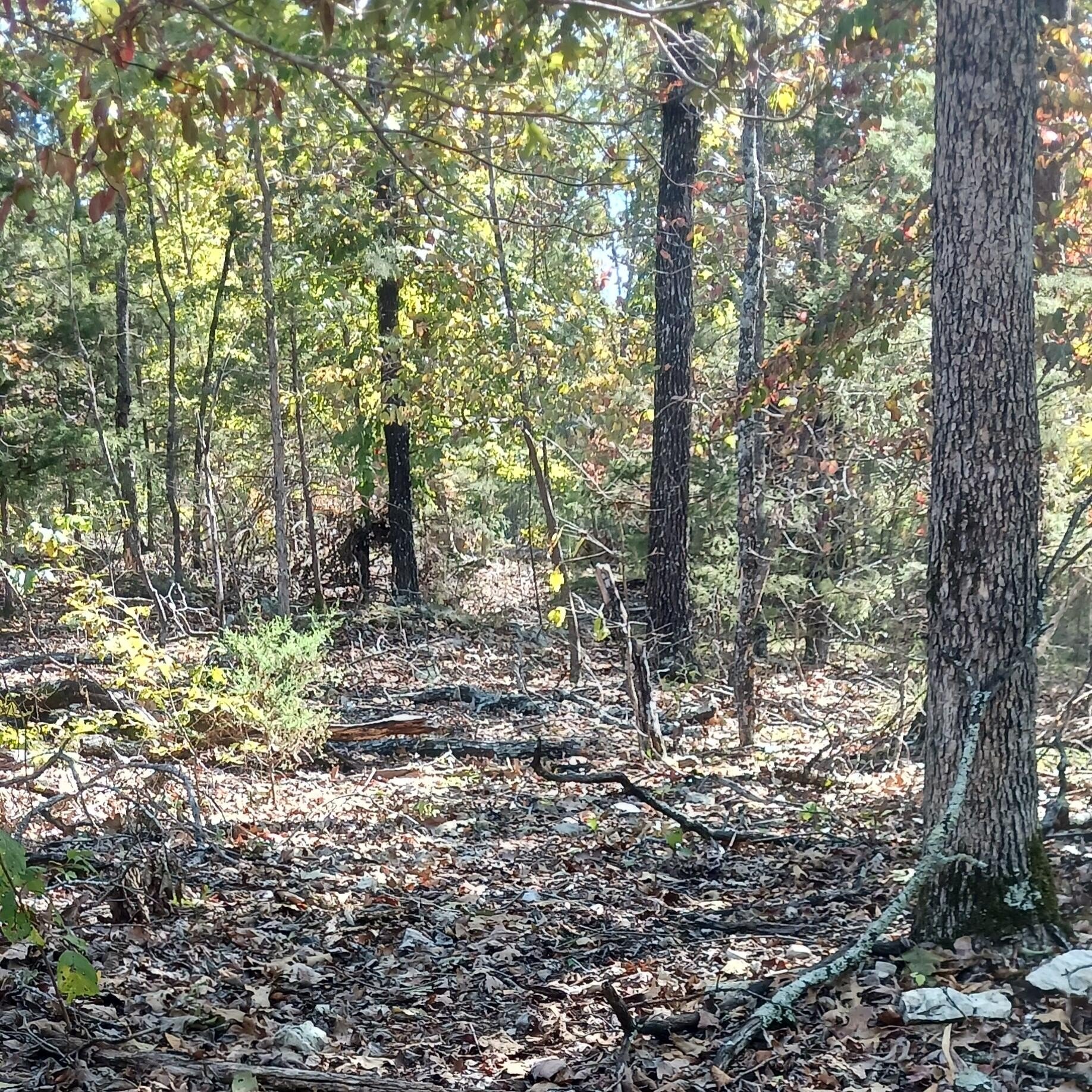 Land Near Bull Shoals Lake