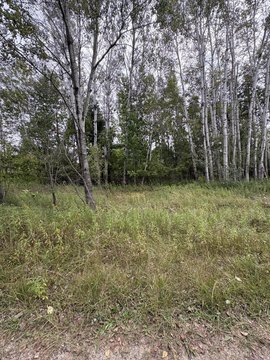 Land Near Lake Miramachi, Evart