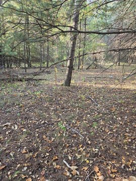Wooded Land Parcel Near Gladwin