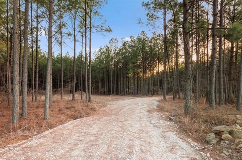 Wooded Lot in Bear Ridge