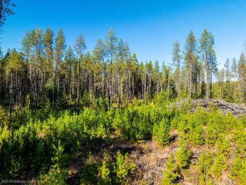 Level Treed Lot in Newport