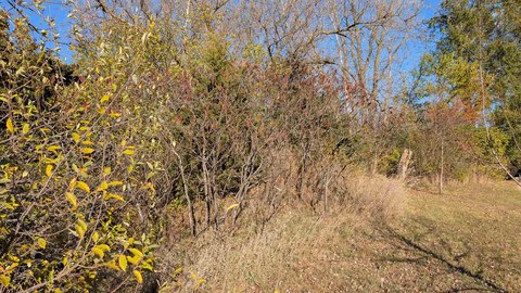 Wooded Recreational Land with Lake Access