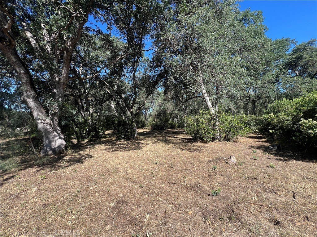 Picture 17