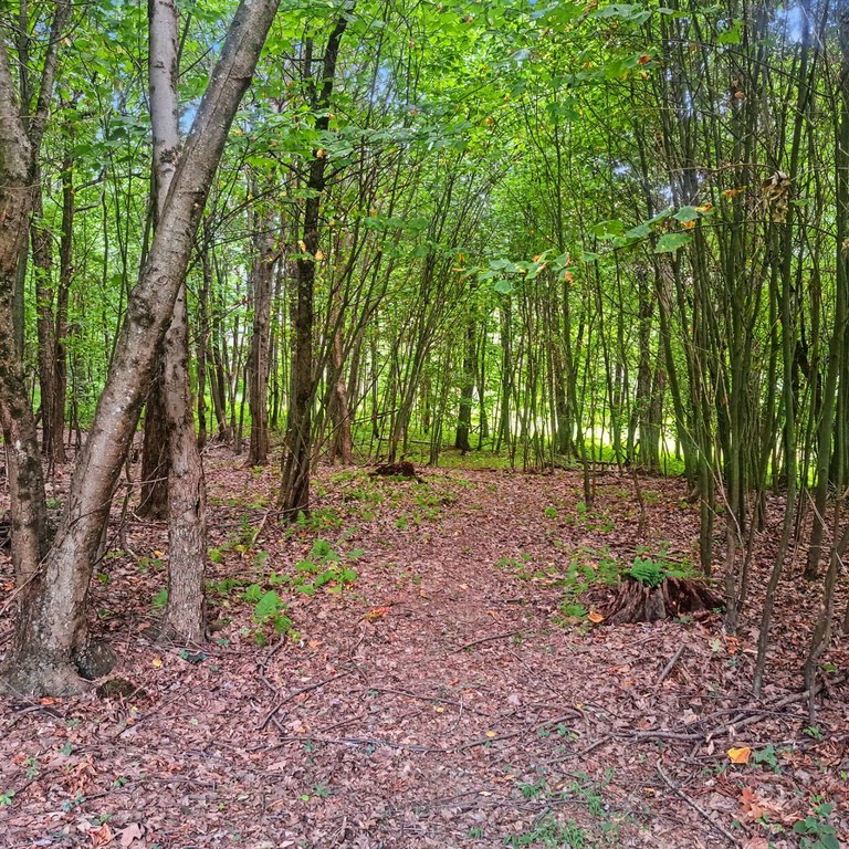 Picture 13
