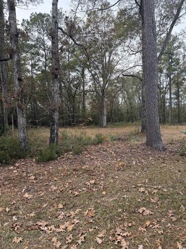 Cleared Lot in Johnsonville, SC