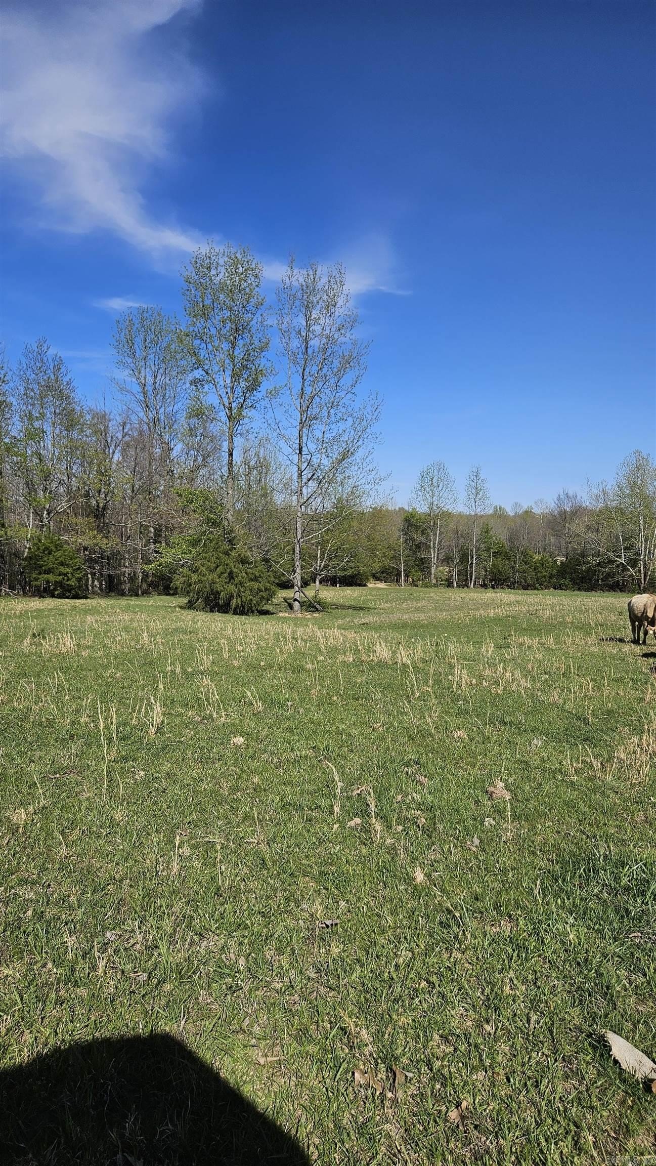 Rector, Arkansas Cattle Farm