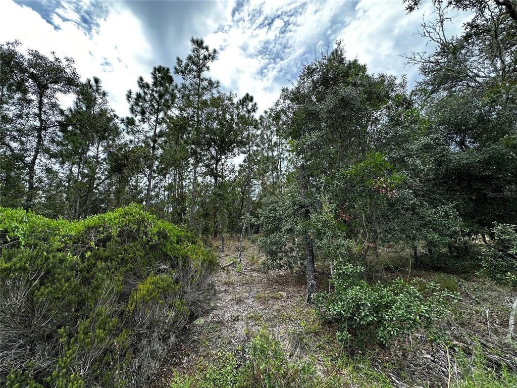 Picture 8