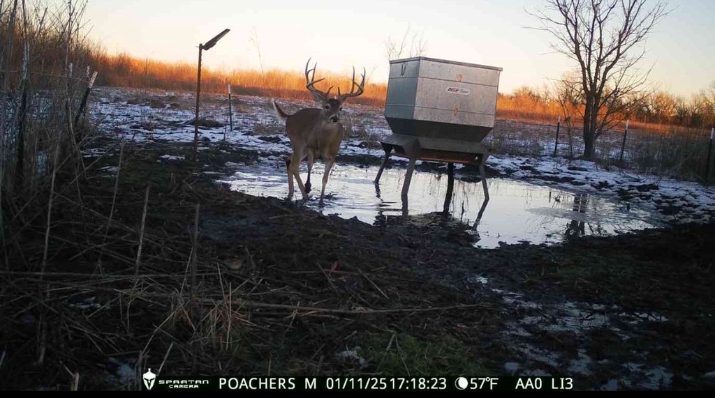 Picture 31