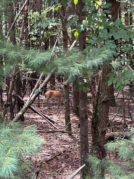 LAND - Blairsville, GA