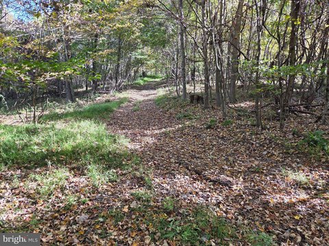Wooded Hunting Land