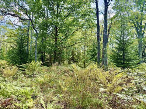 Lots/Land, Davis, WV