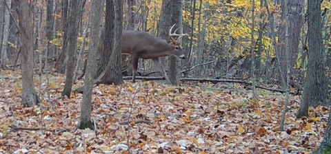 Hillsdale County Land For Sale