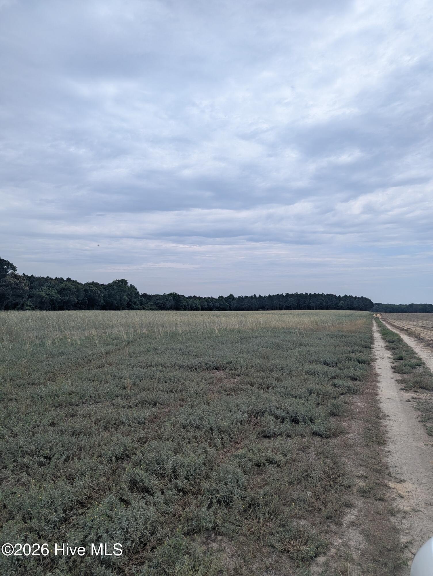 Cleared Farmland with Replanted Pine