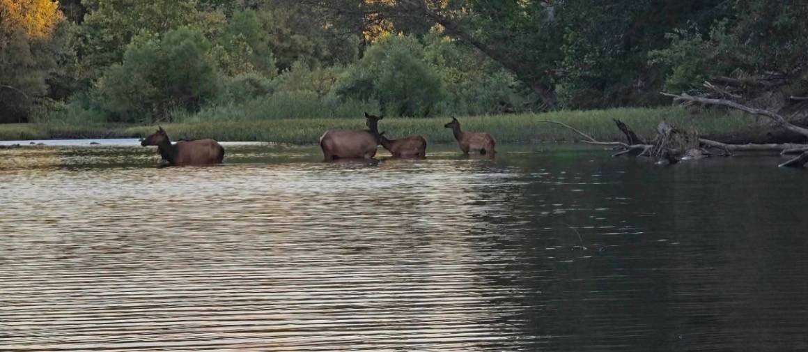 60 Acres of Hunting Land