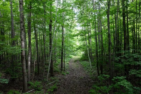 Wooded Hunting Land