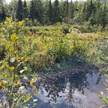 Wooded Recreation Land