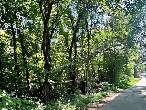 LAND - Lewisville, NC