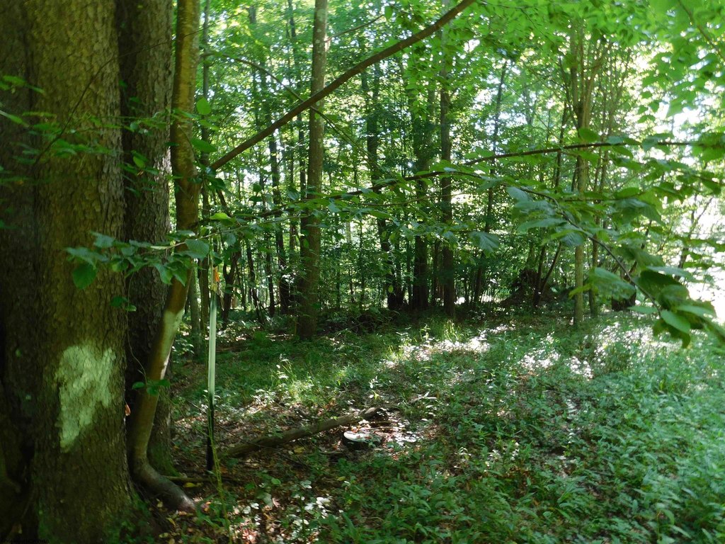 Picture 8