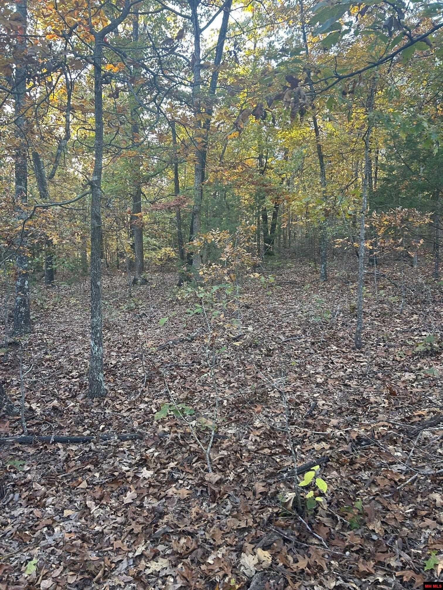 Arkansas Land with Marketable Timber