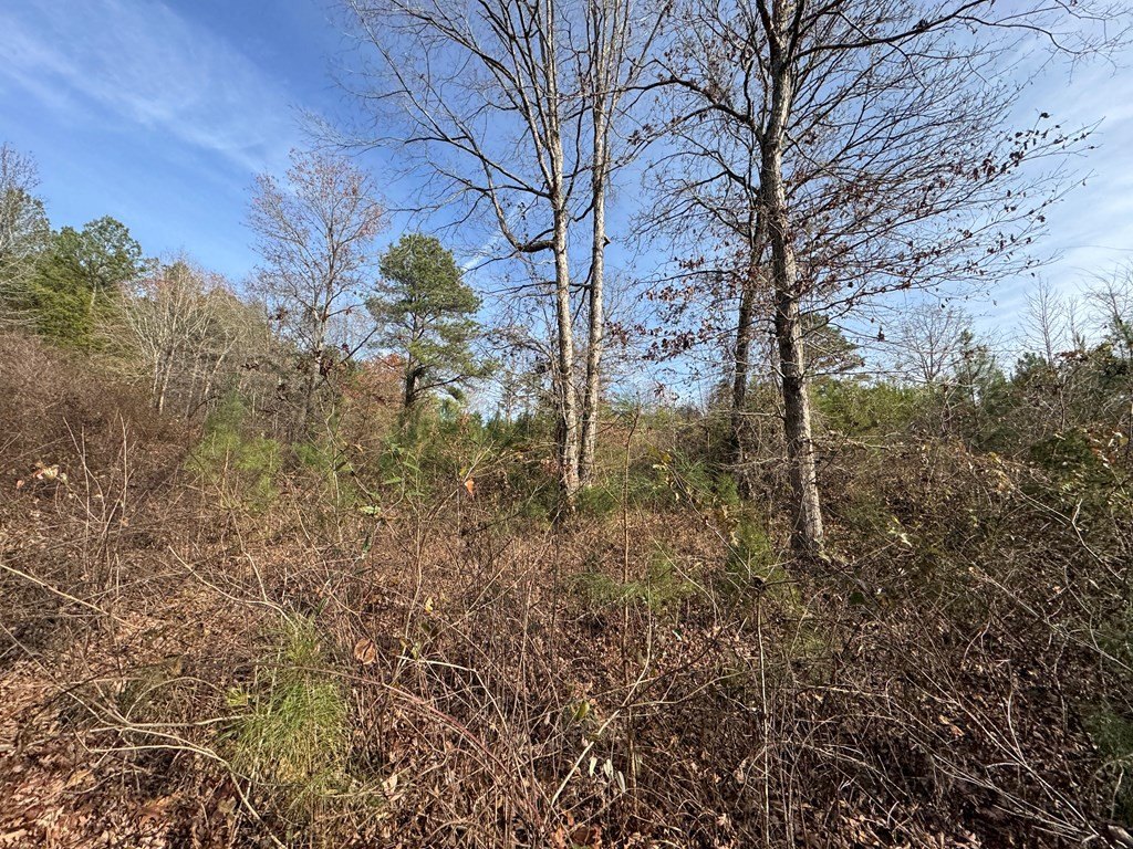 Picture 46
