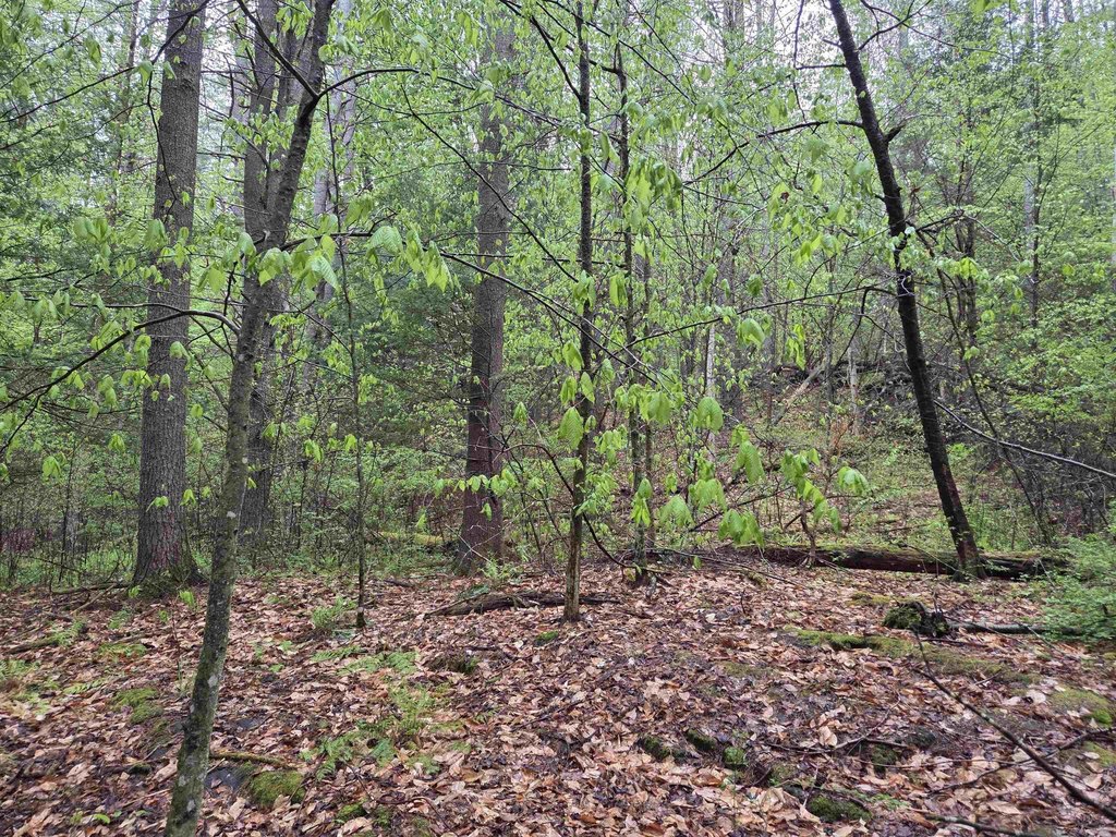 Picture 31