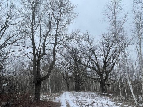 Wooded Hunting Land with Deer Stands