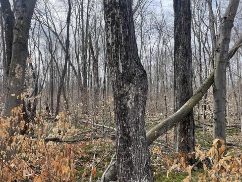 12 Acres Near Lake Michigan
