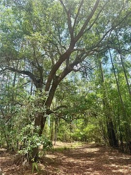 Waterfront Land in Brunswick, GA