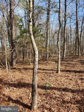 Wooded Lot Overlooking Lake Independence