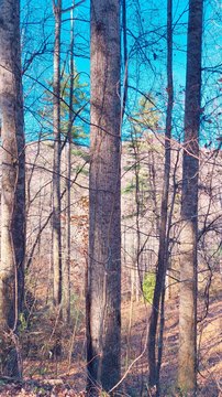 Mountain Land in Franklin, NC