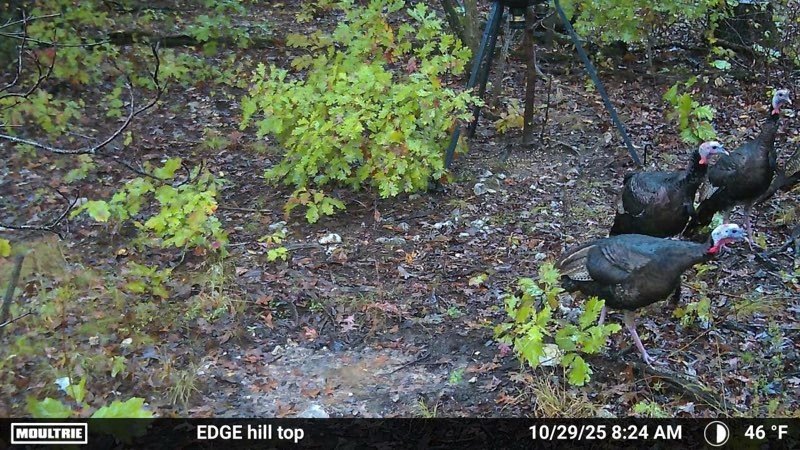 Picture 25