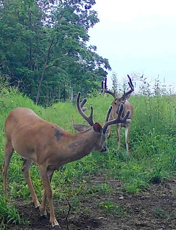 Picture 31