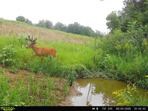 Whitetail Hunting Land with Ridge Fields
