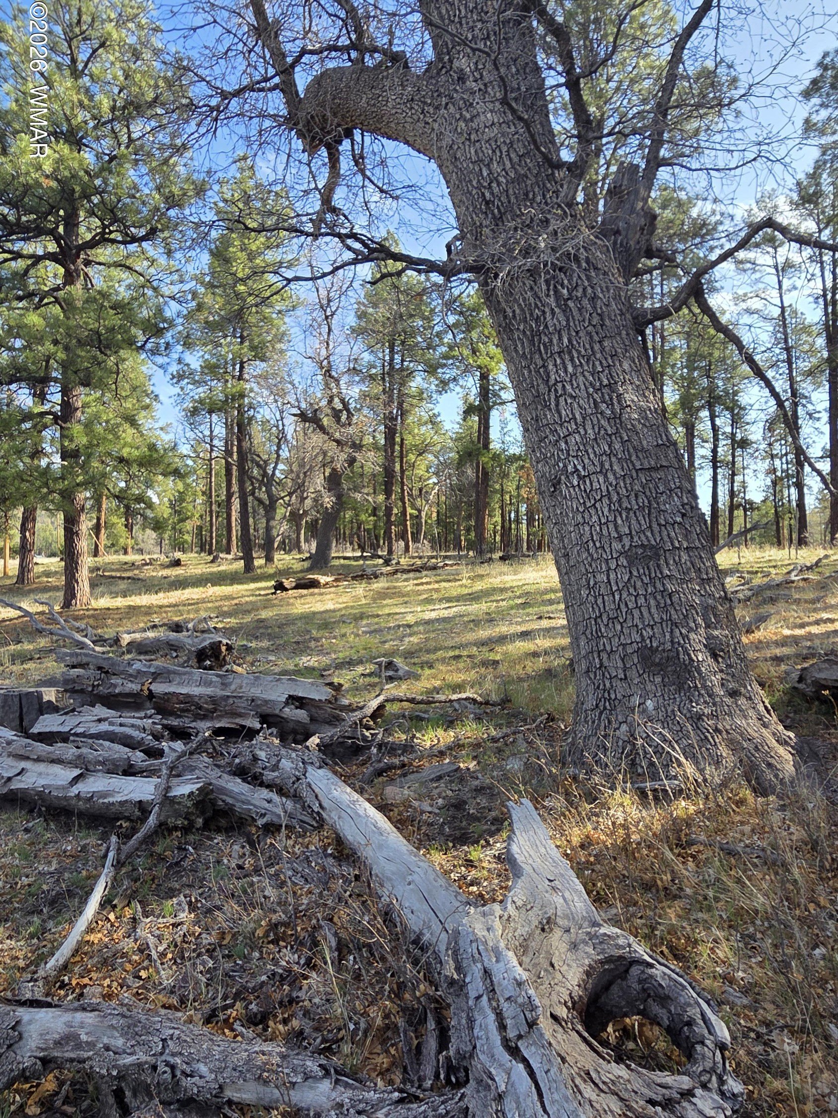 Acreage Bordering USFS in Alpine