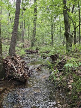 Mena, AR Wooded Acreage