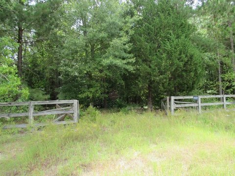 Moultrie Acreage with Planted Pines