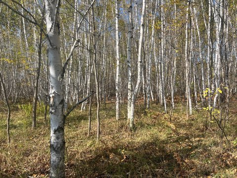 Land with Mature Birch Trees