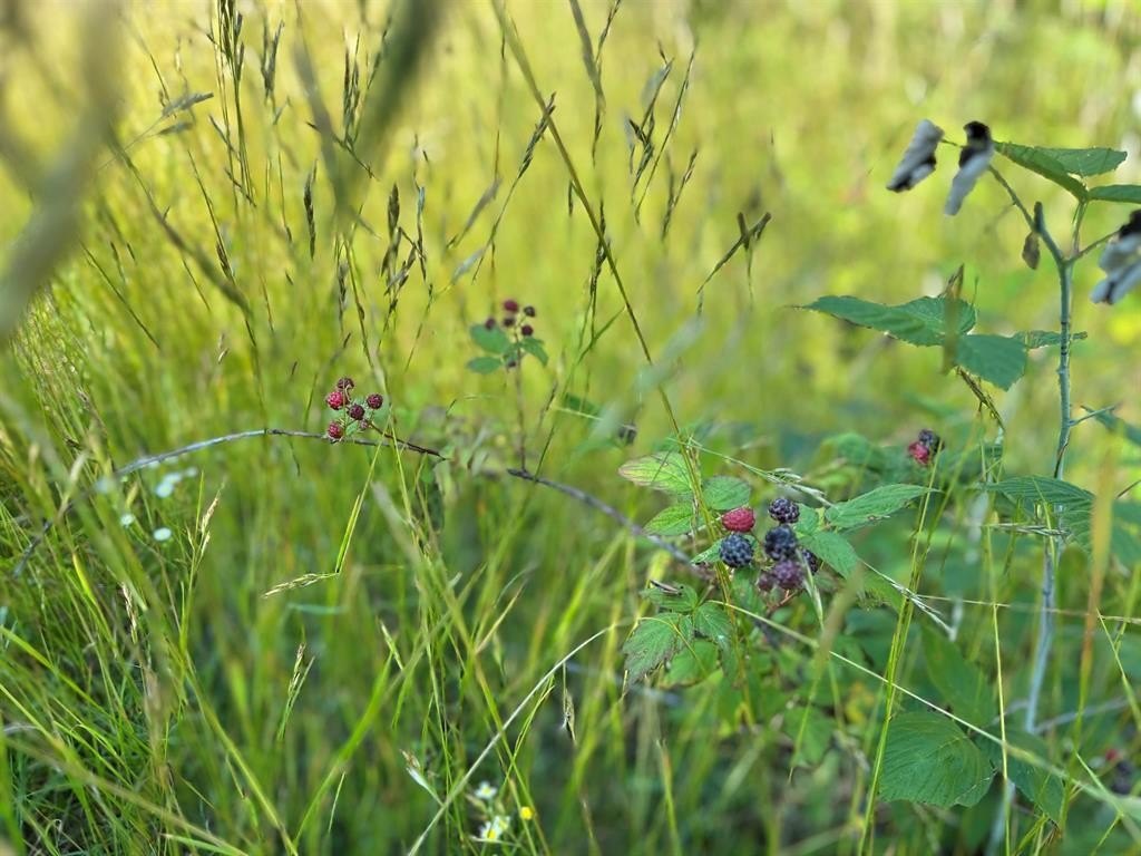 Picture 44