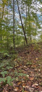 Timbered Hunting Land