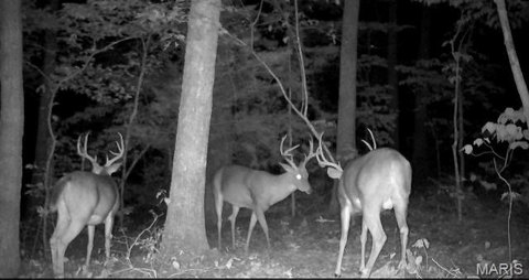 36 Acres Wooded Tract