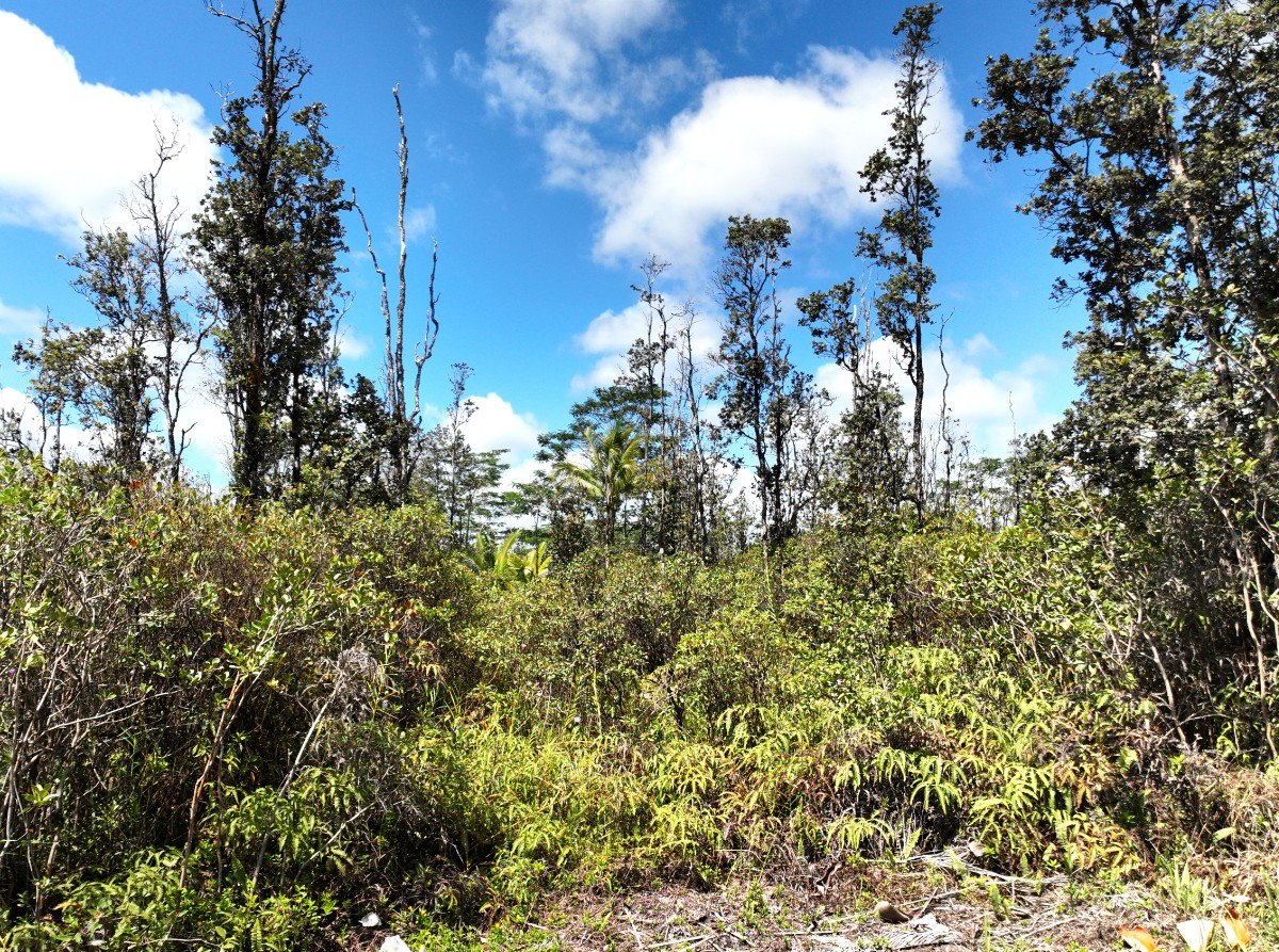 Two-Acre Parcel in Orchid Land