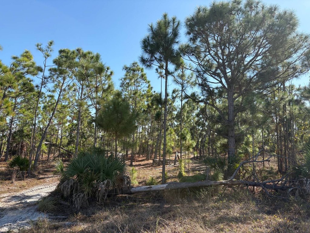 Picture 21