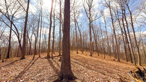 Wooded Hunting Tract with Road Frontage