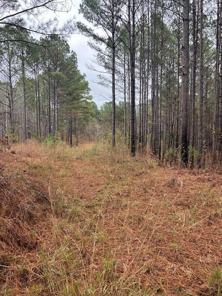 60 Acres Hunting/Timber Land