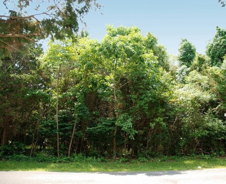 Residential Buildable Land Lot