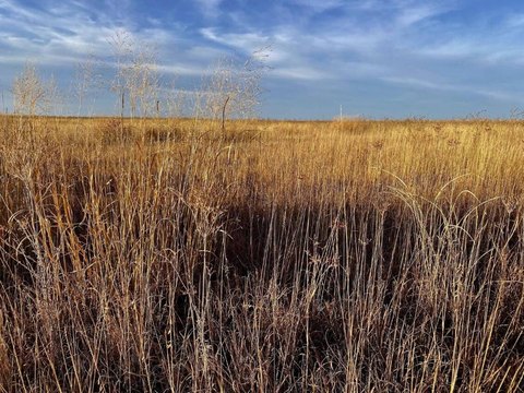 CRP Hunting Farmland