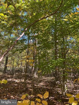 Wooded Lot in New Cumberland
