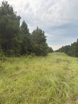 Timberland with County Road Frontage