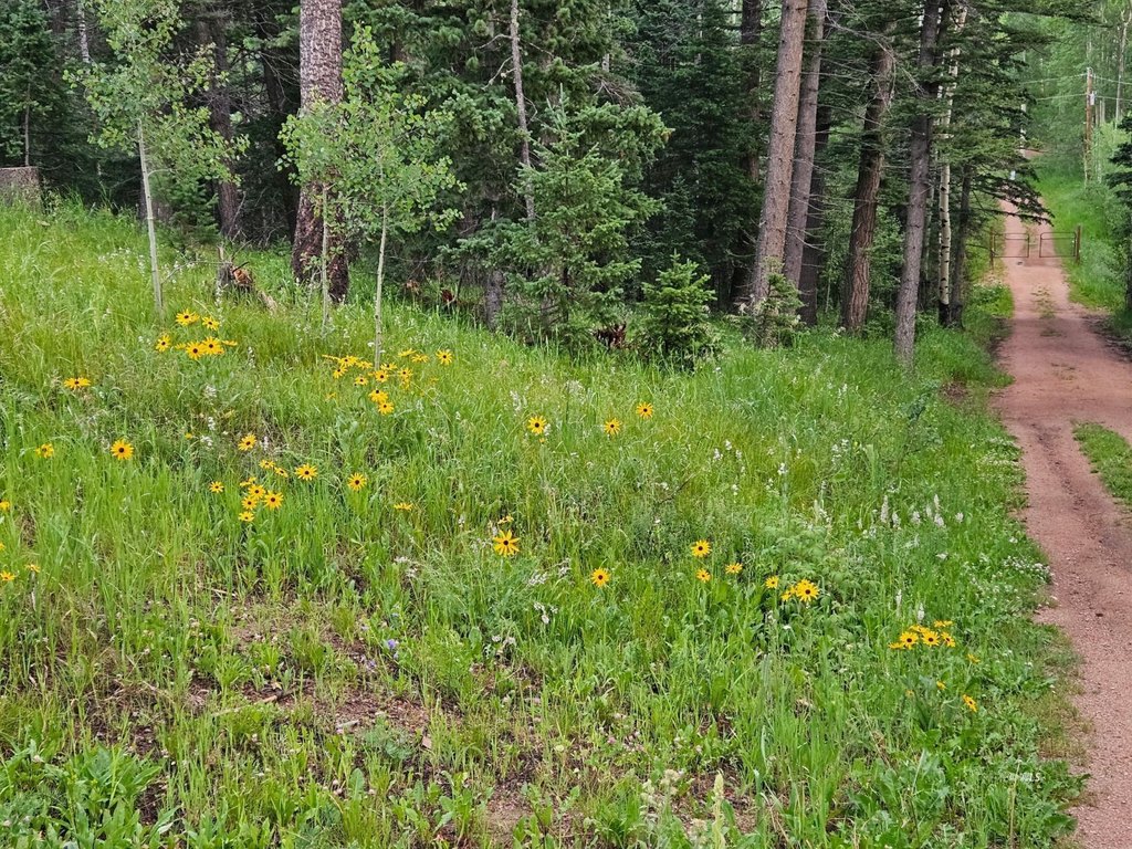 Picture 5