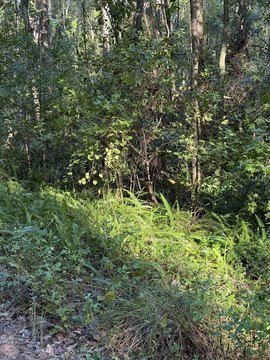 Land, OCALA, FL